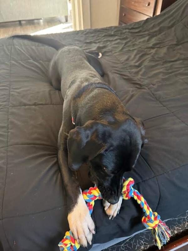 Picture of the Animal Listed